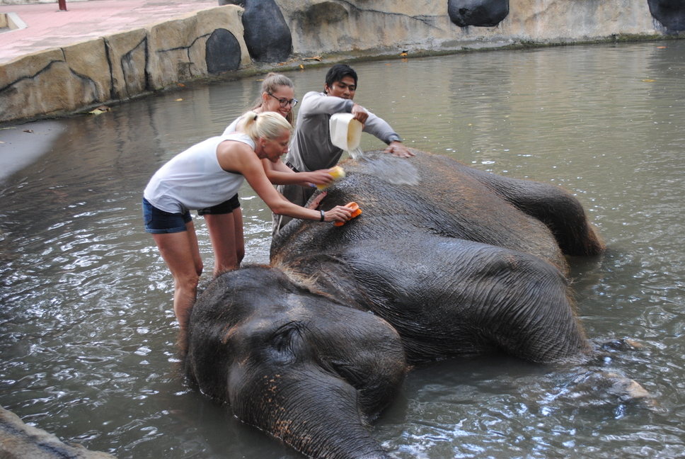Elephant Bathing